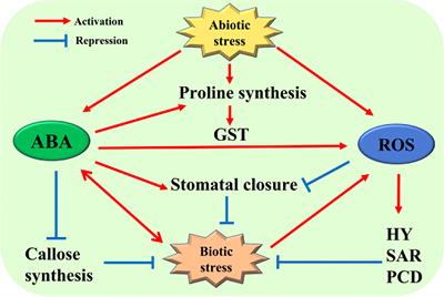 The interaction of ABA and ROS in plant growth and stress resistances